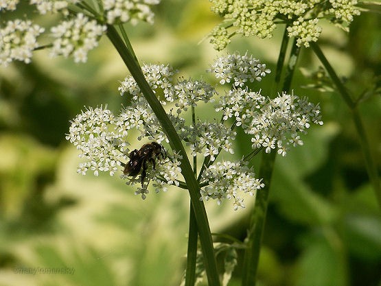 Queen Anne's Bee
