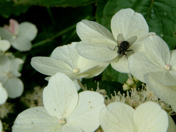 Fly on White Flower