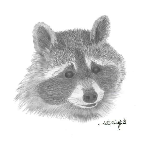 Raccoon