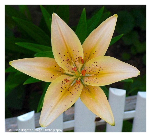 Asiatic Lily