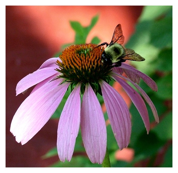 Bumble Bee