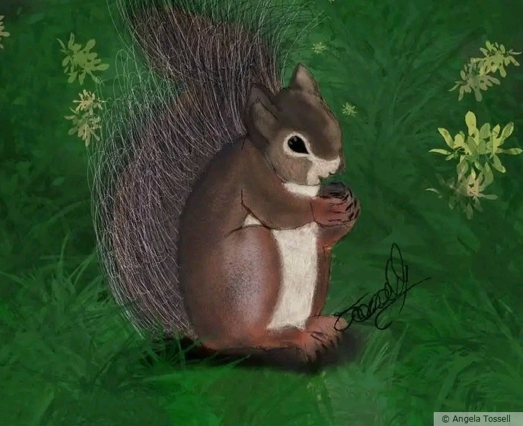 The Squirrel 