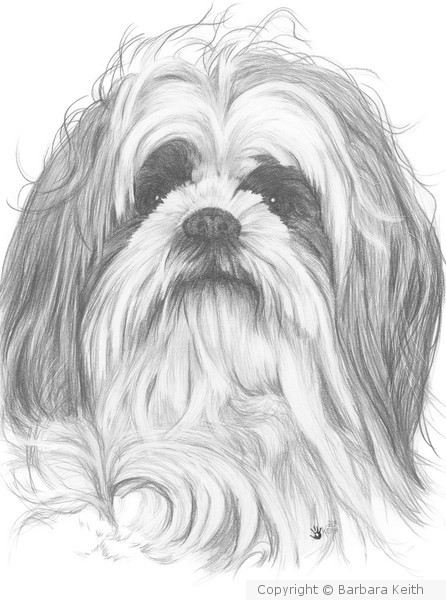 Shih Poo