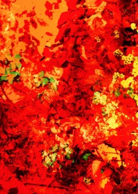 Flowers and colors