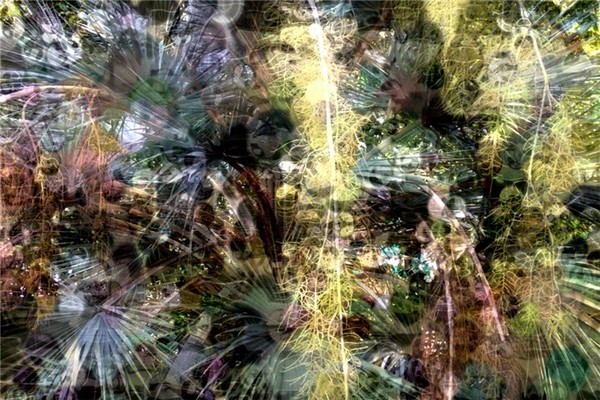 paradiso botanico