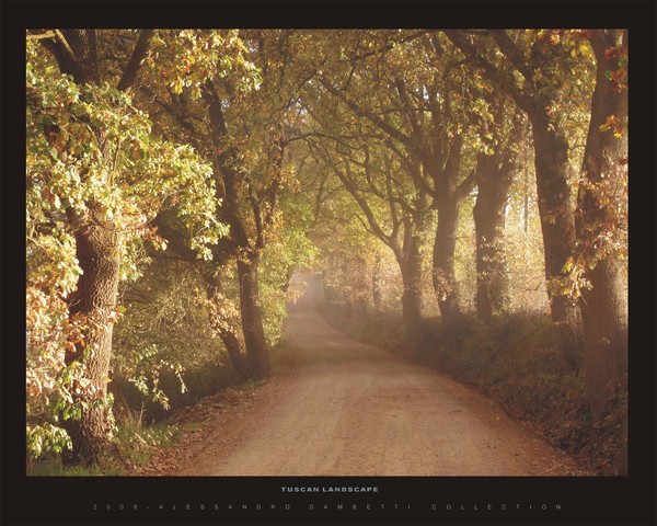 A walk in the wood