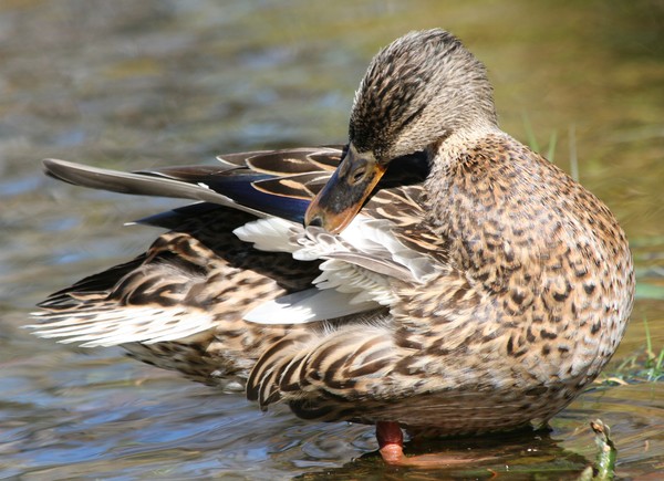 Duck II