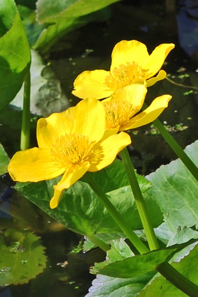 Waterflower II