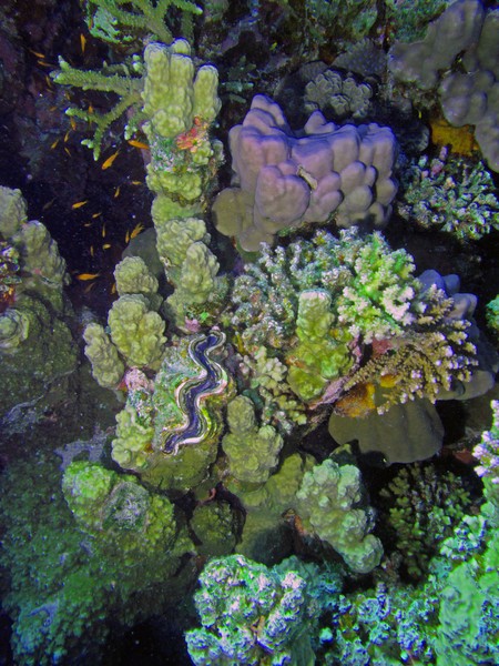 Red Sea Reef 4355