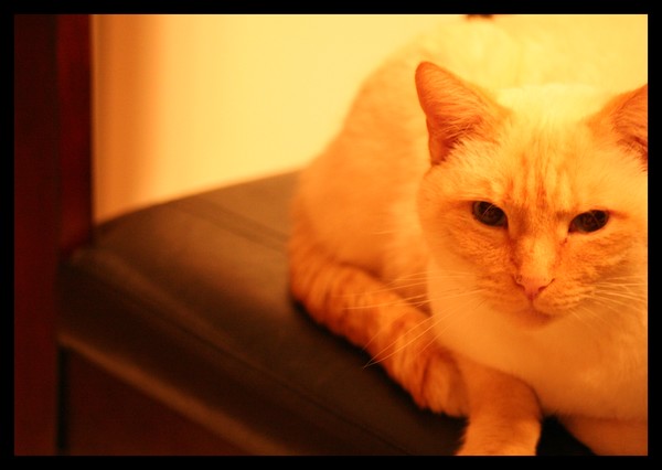 Mr. Bojangles