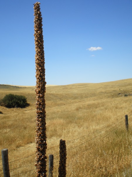 Out in Idaho