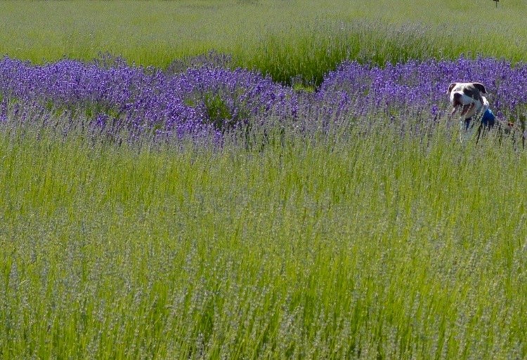 Sitting in the Lavender