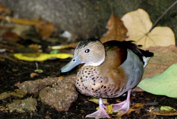 Posing Duck