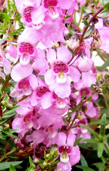 Pretty_In_Pink_