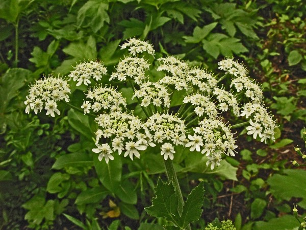 QUEEN-ANN'S LACE?