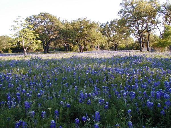 Bluebonnet field