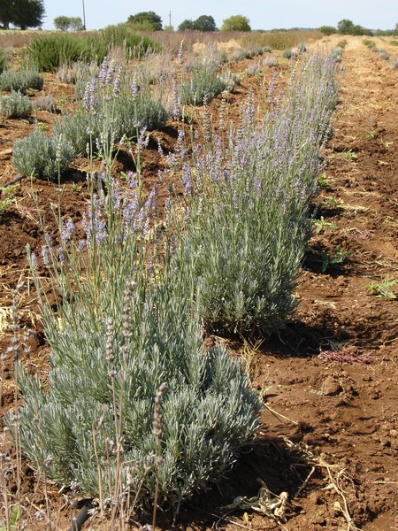 Lavender Farm