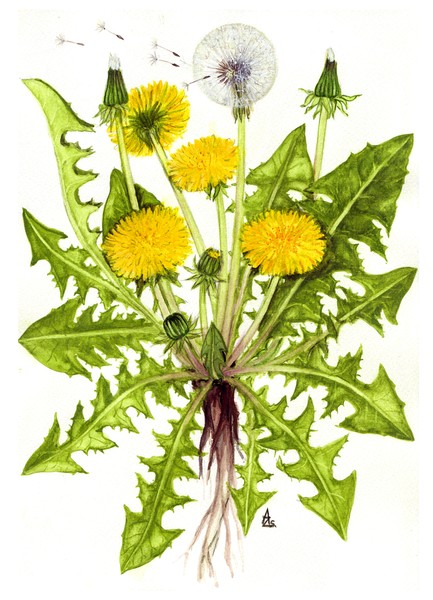 Dandelion -  Taraxacum officinale