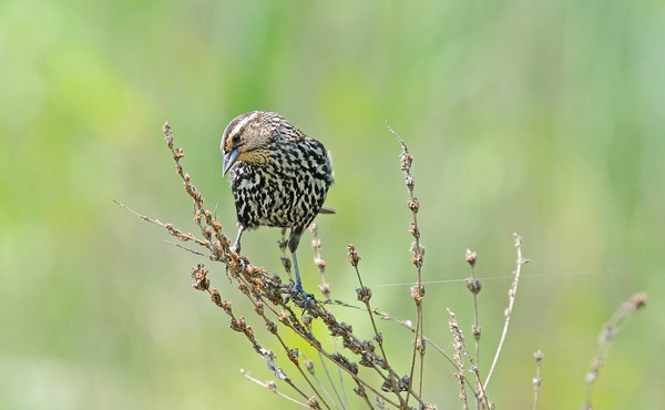  Female Red-winged Blackbird