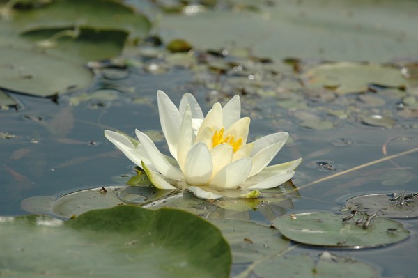 Fragrant Water Lily