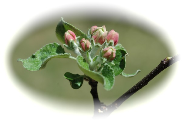    Apple Blossom 