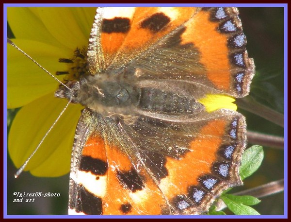buttelfly -series