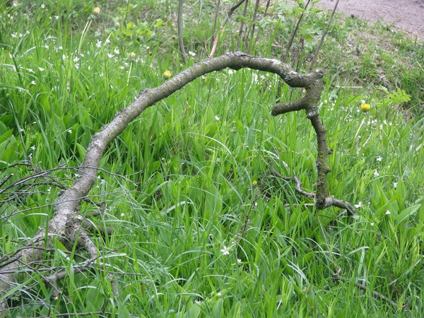 Naturephotos2008-