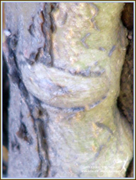 series of nature