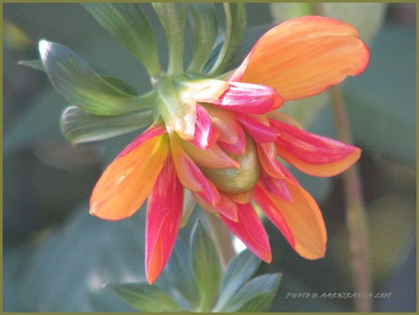 FLORAS-ORANGE SERIES 2009: