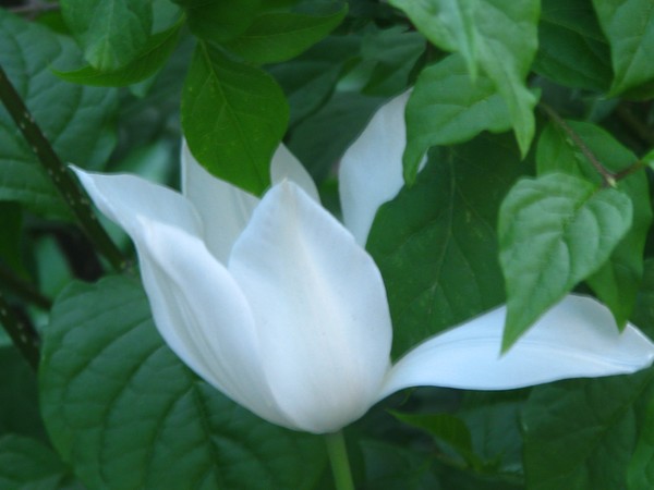 touch of ...(tulips -white)