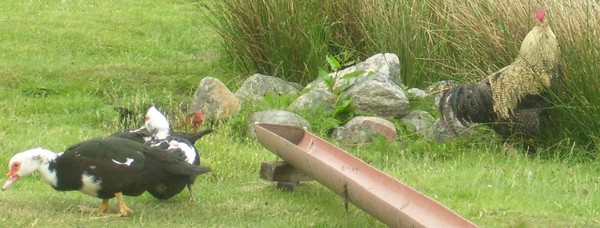 Funky Duck & Rooster