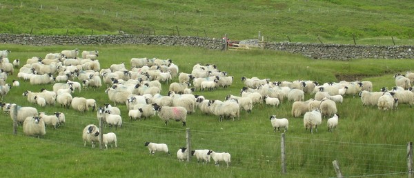 Meggernie Sheep
