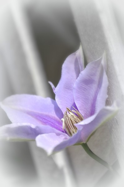 Clematis