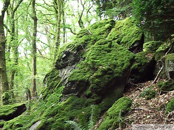 Moss.on.the.Hil