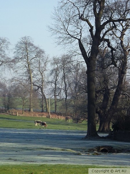 Frosty.Morning