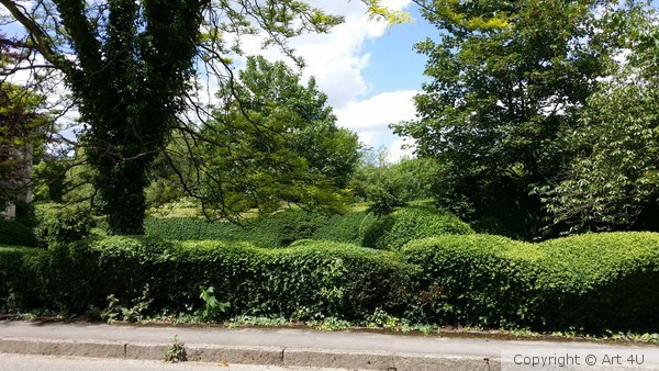 Wavy Hedge