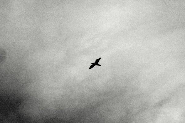 Gray Day