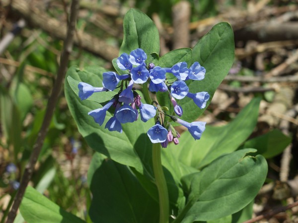Virginia Bluebells