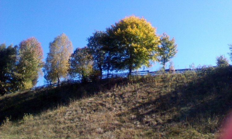 Trees in October