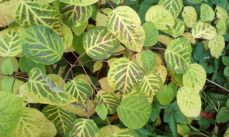 Autumn leaves