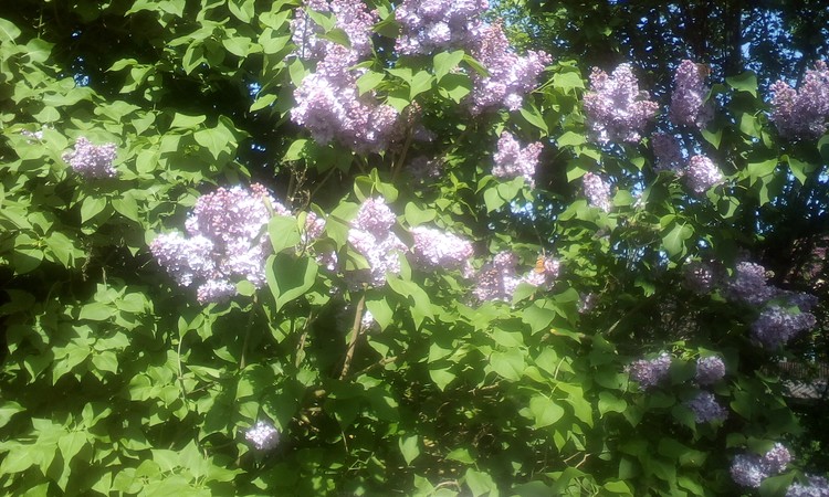 Lilac bush