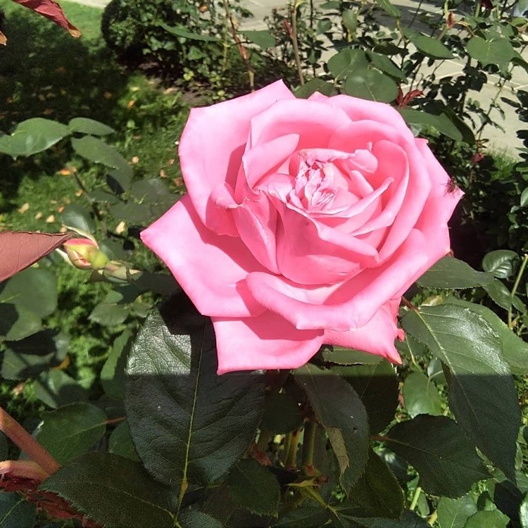 Pink rose