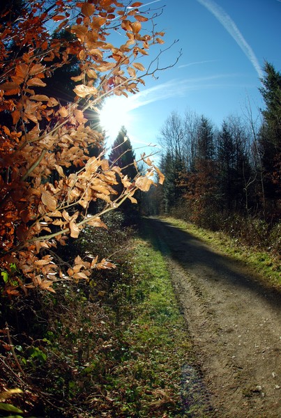the Path 3