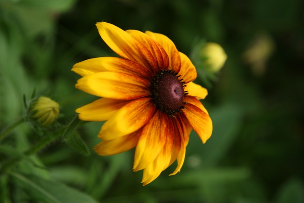 Rudbeckia