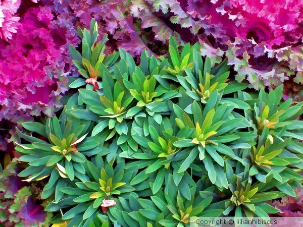 Seasonal Flora