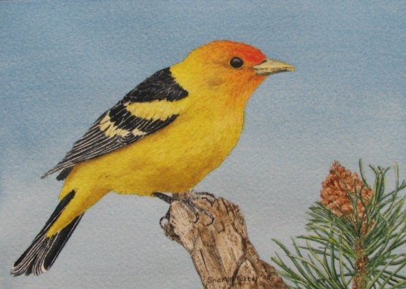 Western Tanager
