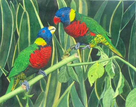 Rainbow Lorikeets