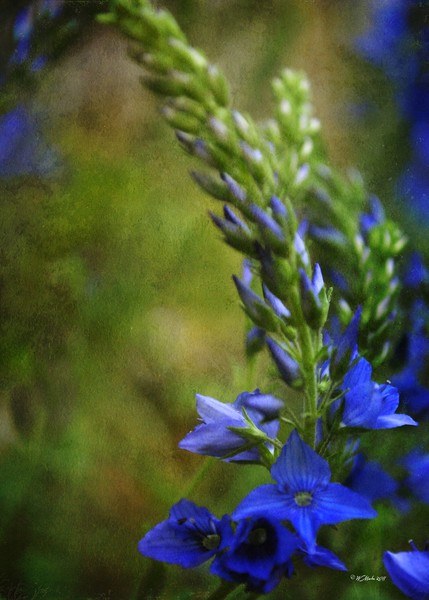 Grunge Blue Flowers #2