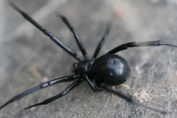 ALONG CAME A SPIDER