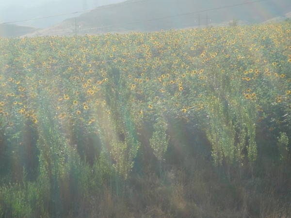 sunflovers and sunshine